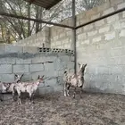 عنز صلاليه (عمانيه)