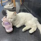 قطه ضائعه