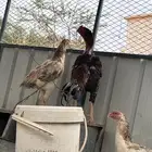دجاج شامر ياباني