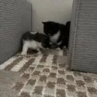 قطط كتن مهجن من ابو شيرازي وام سكوتش بلو عمرهم 3 شهور ب 150