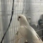 زوج روز منتج