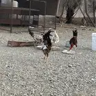 ديكه للببع