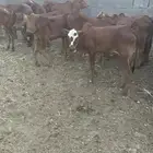 للبيع حسلان