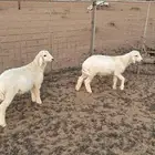 خرفان