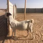 عنز دافع
