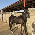 مهر شعبي فاخر