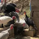 دجاج رومي للبيع