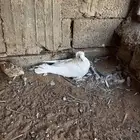 حمام مانتوبان