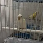 فرخ روز البينو