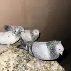 حمام للبيع