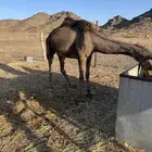 ناقة شاق نابها