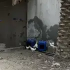 دجاج