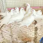 طبات حمام فرنسي