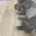 قط بريطاني