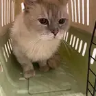 قط للبيع