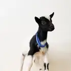 تيس قزم مستوى رائع