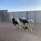 بهم نجدي (تم البيع )