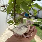 فرخ كروان تصنيف جميل