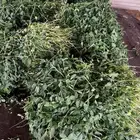 برسيم - بلوبانك - بونيكام