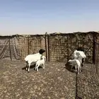 شياه برابر ولد ثنتين