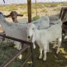 معزاء