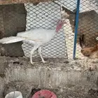 دجاج رومي