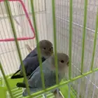 فروخ روز