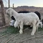 خروف عيسي