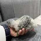 فرخين كاسكو لاهل الزين