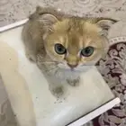 قطط ذكر مسجل للتبني