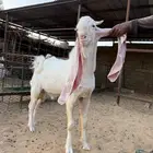 تيس خصم فحل