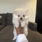 جرو بومرينيان أهالي مستورده