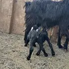 عنز والد معه توم تيس وجفره