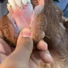 خروف ثني يربع