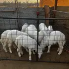 طليان حري