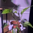 نبات داخلي للبيع واسعار الزاميا منافسة