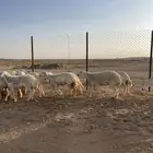 (رخال حريات مضاريع)