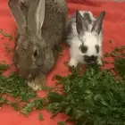 أرانب للبيع