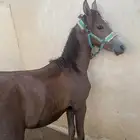 مهر شعبي