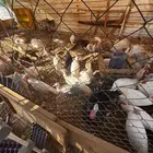 رومي للبيع بشاير