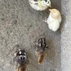 صوص بلدي محصن تم البيع