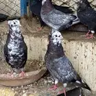حمام قطيفي قنادي