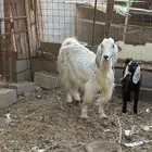 عنز كفوا