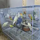 متوفر أزواج روز منتجه شي كفو