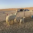 نجد عيسيات مواليد فاخره