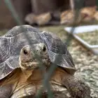 سلاحف سولكاتا