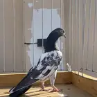 للبيع زوج رام بوري