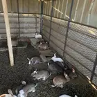 ارانب للبيع