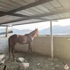 خيل عربي
