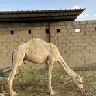 قعود للبيع
